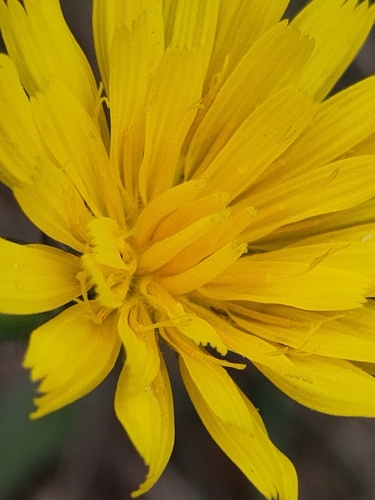 Hawkweed Oxtongue