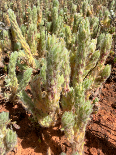Sclerolaena brachyptera, 2026-10-03