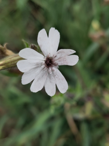 white campion