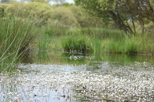 Image of Ranunculus ololeucos by (c) Étienne Léveillé-Bourret, some rights reserved (CC BY)