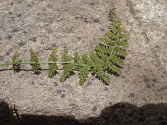 Asplenium foreziense
