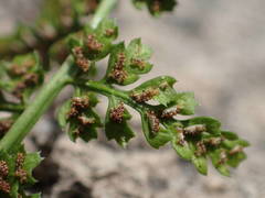 Asplenium foreziense