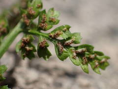 Asplenium foreziense