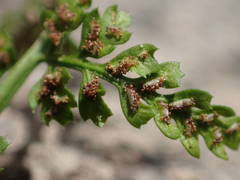 Asplenium foreziense