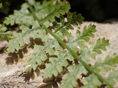 Asplenium foreziense