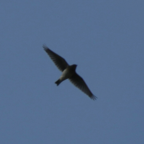 Bank Swallow