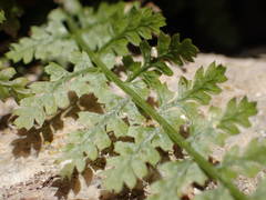 Asplenium foreziense