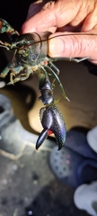 Cherax preissii