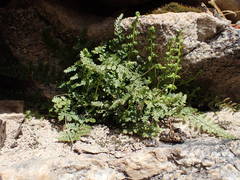 Asplenium foreziense
