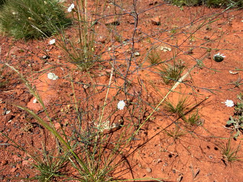 Siemssenia capillaris, 2026-10-03