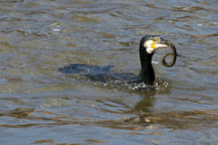 Phalacrocorax carbo