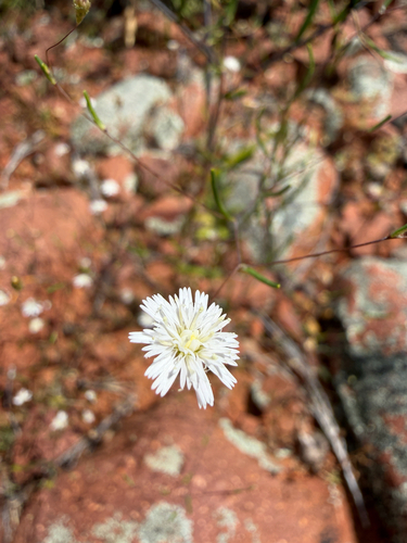 Siemssenia capillaris, 2026-10-03