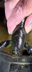 Cherax preissii