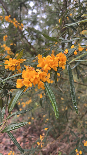 Oxylobium arborescens observed 2026-10-03