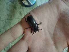 Serrognathus titanus