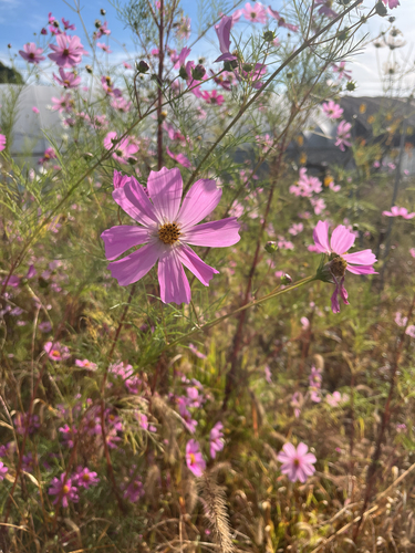garden cosmos