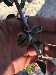 Fremontodendron