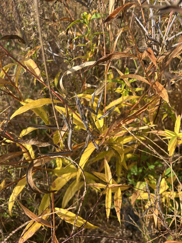 Amsonia elliptica
