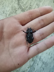 Serrognathus titanus