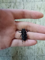 Serrognathus titanus