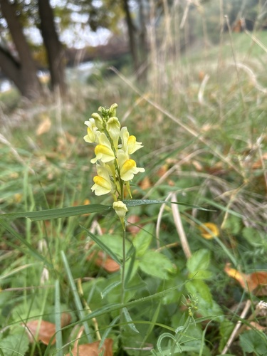 common toadflax