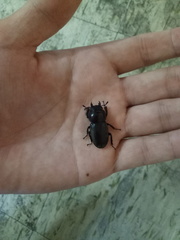 Serrognathus titanus