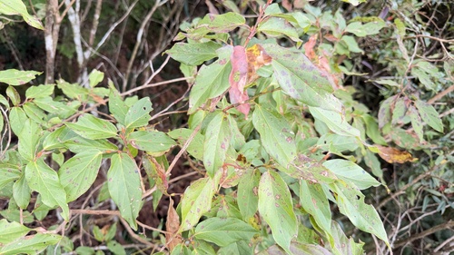 Lyonia ovalifolia observed 2026-10-03