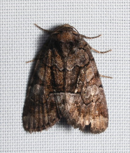 Barrens Chytonix photo 2