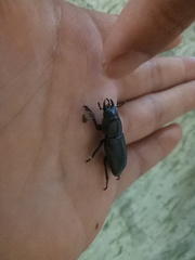 Serrognathus titanus