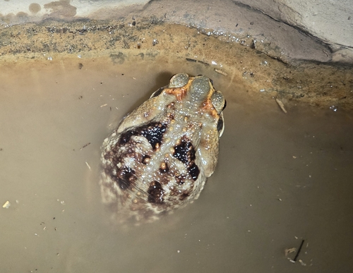 Cururu Toad