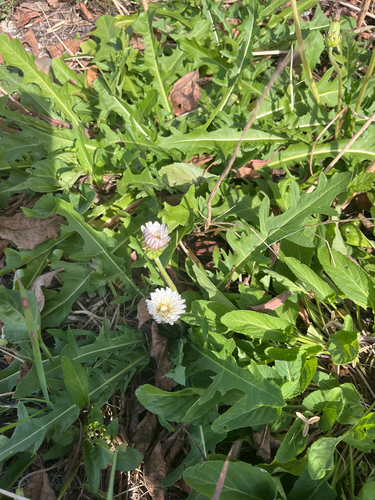 White-flowering Korean dandelion