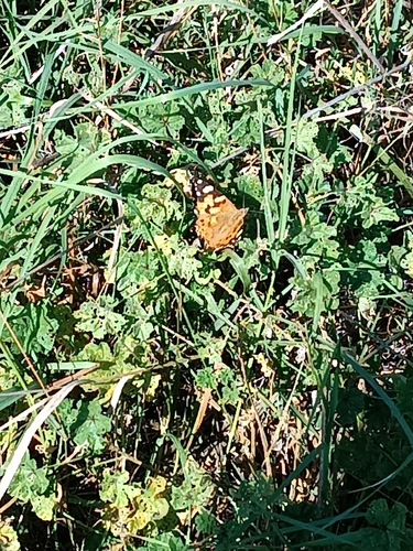 Painted Lady