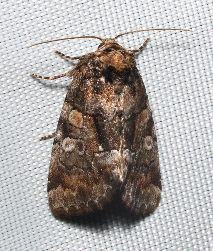 Barrens Chytonix photo 5