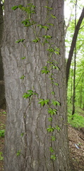 Parthenocissus inserta