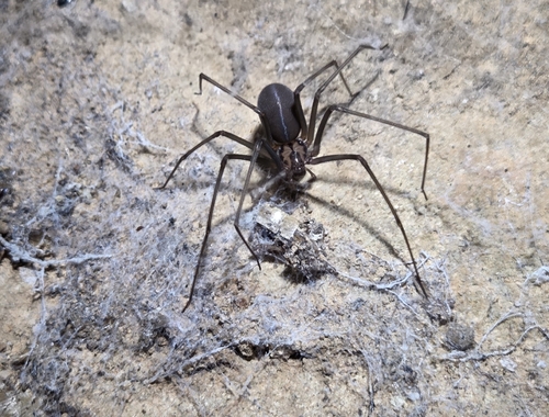 Loxosceles karstica