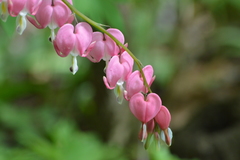 Lamprocapnos spectabilis