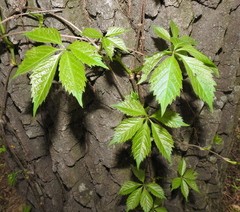 Parthenocissus inserta