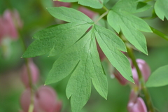 Lamprocapnos spectabilis
