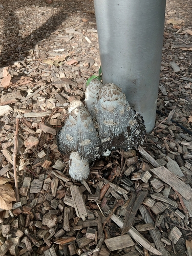 Shaggy Mane