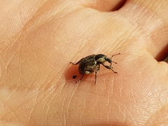 Hyperinae