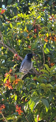 Black-faced Cuckooshrike