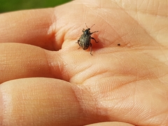 Hyperinae