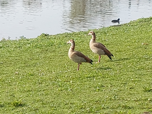 Egyptian Goose