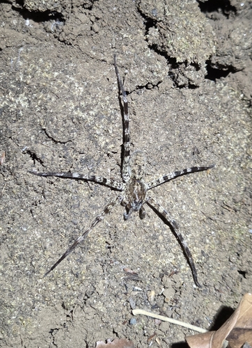 Nothroctenus marshi
