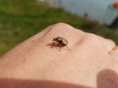 Hyperinae