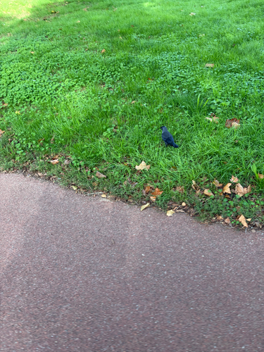 Eurasian Jackdaw
