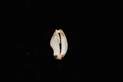 Bistolida ursellus observed 2026-10-02