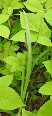 Carex hirta