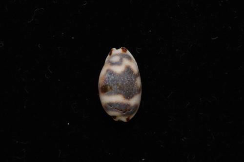 Bistolida kieneri observed 2026-10-02