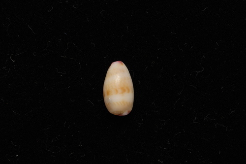Cypraea minoridens observed 2026-10-02